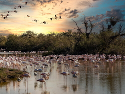 Jezioro, Ptaki, Drzewa, Park, Francja, Saintes Maries de la Mer, Parc Ornithologique du Pont de Gau, Flamingi